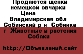 Продаются щенки немецкой овчарки › Цена ­ 10 000 - Владимирская обл., Собинский р-н, Собинка г. Животные и растения » Собаки   